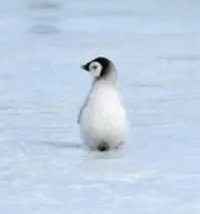 cocoの画像
