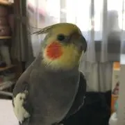 オカメインコ@の画像
