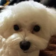 ぴん