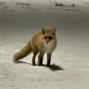 キツネ