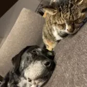 あずきちゃん