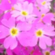 恋音