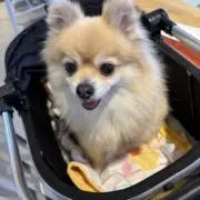 ☆PO-★の画像