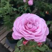 Mayの画像