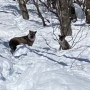 tomoの画像