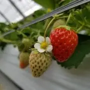 ピーちゃんママ