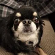 chacha
