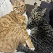 たこの画像