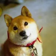 あにょわん