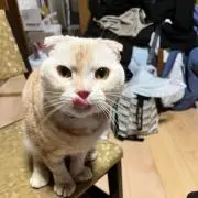 メル