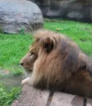 ヘンリーの画像