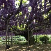 yiyineの画像