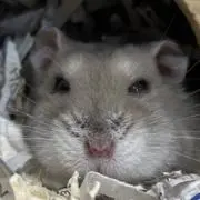 サニたんプロフ必読の画像