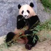 けたろう