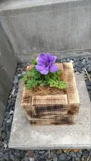 けいとら