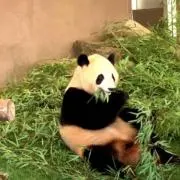 パンダの画像