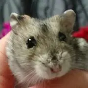 えみの画像
