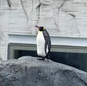 penguinの画像