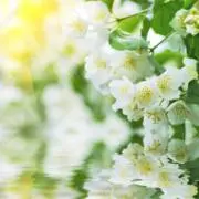 美莉花の画像