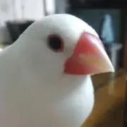 あやとりの画像