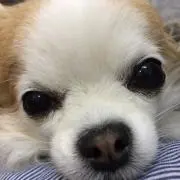 vivitの画像