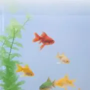 umの画像