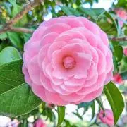 桜菜