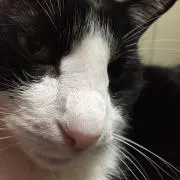 ねこママの画像