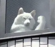 天下一武道会の画像