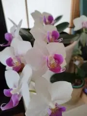 ヒロの画像
