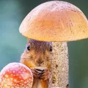 pipiの画像