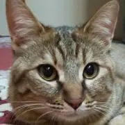 c_sの画像