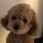 ტいちごあめの画像
