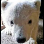えりの画像