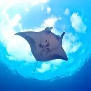 オニイトマキエイ