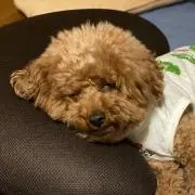 ぽろろん