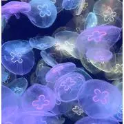 那由多の画像