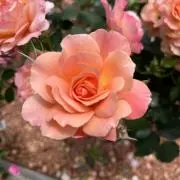 ぷちょりーな