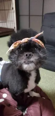 ぶたウサギの画像