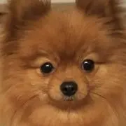 cocoaの画像