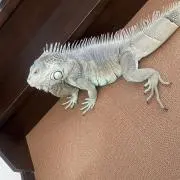 はるか