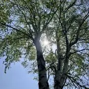 Ayaの画像