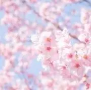 きいの画像