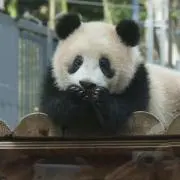 パンダの画像