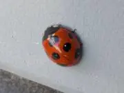 さーたん