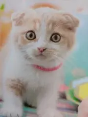 Ryanの画像