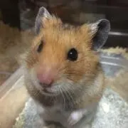 さーにゃの画像