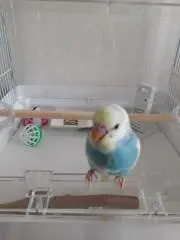ちらおの画像