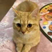 ツナ缶の画像