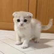 ミキちゃんマキちゃんの画像